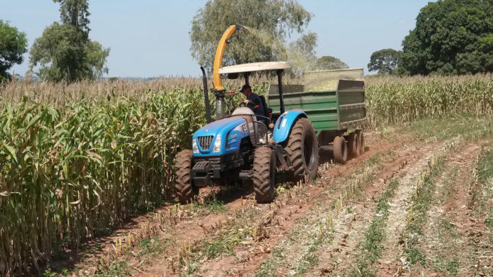 Mais de 30 produtores foram atendidos desde janeiro com a produção de silagem, segundo secretário de Agricultura em Mundo Novo- MS