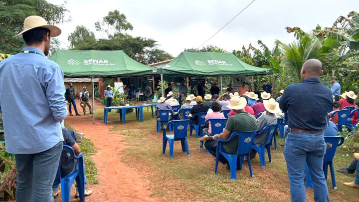 Prefeitura de Itaquiraí- MS mantém apoio ao pequeno produtor e incentiva o cultivo da banana