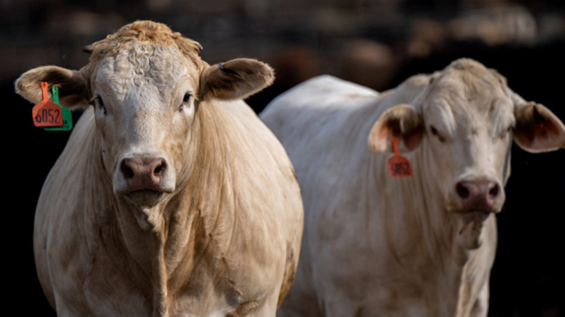 Mais de mil cabeças de gado morrem após temperatura despencar em Mato Grosso do Sul