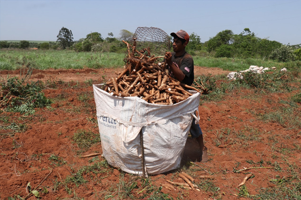 Produção de Mandioca na Aldeia Serrito de Eldorado bate record em 2023