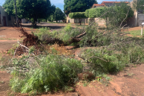 Após fortes ventos, Meio Ambiente trabalha na manhã desta quarta-feira (10)