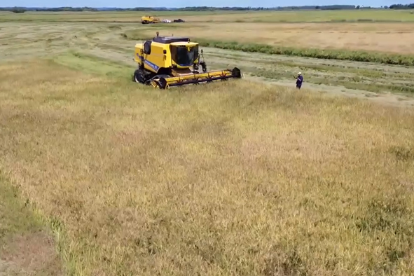 Governo de Mundo Novo prestigiou terceira colheita de arroz consecutiva