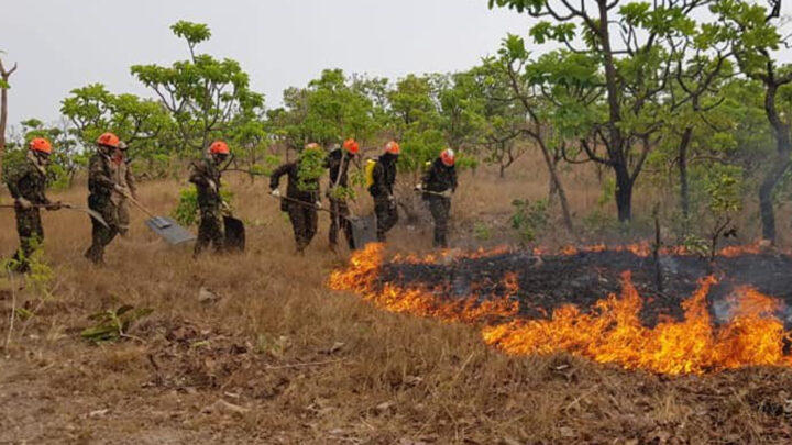 Estudo aponta que incêndios podem ter degradado 9% da vegetação no Brasil