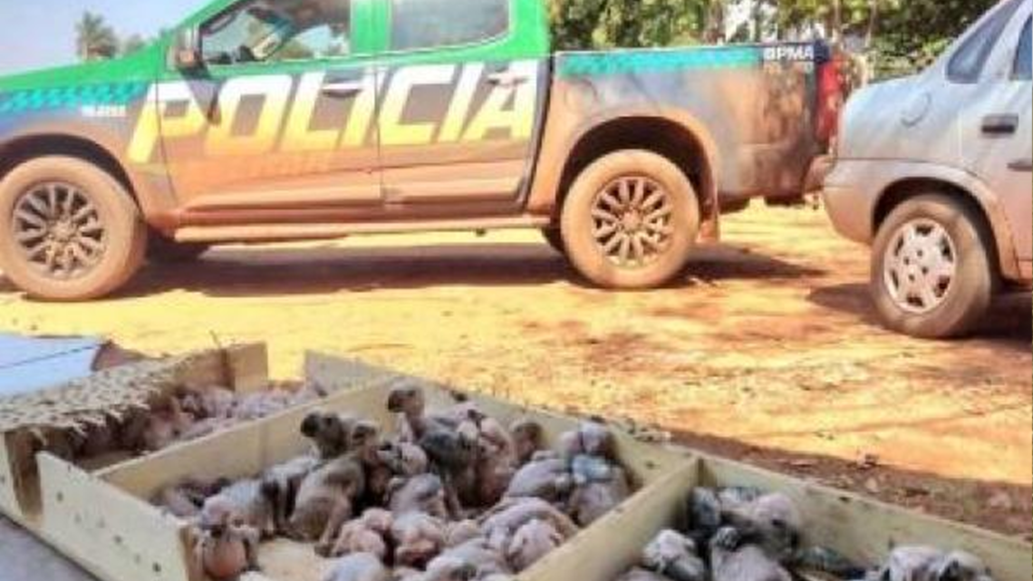 Polícia Ambiental inicia operação contra o tráfico de animais silvestres em MS