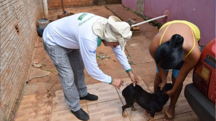 Iguatemi – Vigilância Sanitária realiza mutirão de vacinação antirrábica, em todos os bairros da cidade