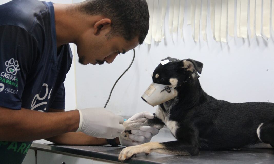 Caravana de Castração inicia atendimentos em Mundo Novo com 300 animais cadastrados
