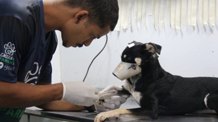 Caravana de Castração inicia atendimentos em Mundo Novo com 300 animais cadastrados
